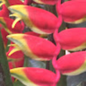 Meet your Posher, Kassandra